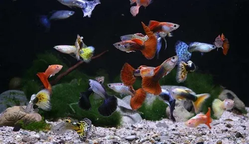 Pez Guppy Por Pareja , Lebistes De Selección | MercadoLibre Pez Guppy Por Pareja , Lebistes De Selección | MercadoLibre