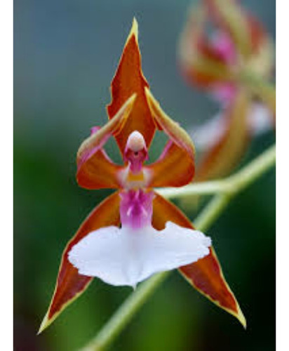 Orquídea Raras Bailarina Planta Flor Rosas 10 Sementes