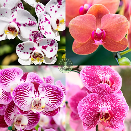 Orquídea Phalaenopsis Baby (x Unidad)