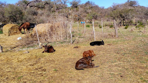 Vendo Campo De 150 Ha. En Cañada De Alvarez, Depto. Calamuchita