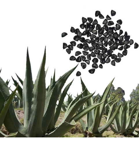 100 Semillas De Maguey Pulquero Agave Salmiana Para Pulque