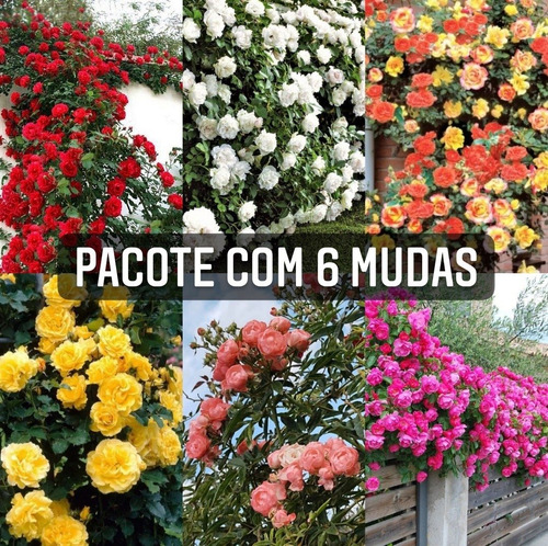 Pacote Com 6 Mudas De Rosas Trepadeiras Enxertadas