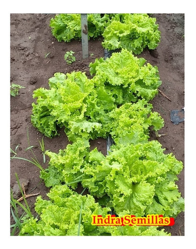 200 Semillas Lechuga Crespa Tbr Linea Profesional