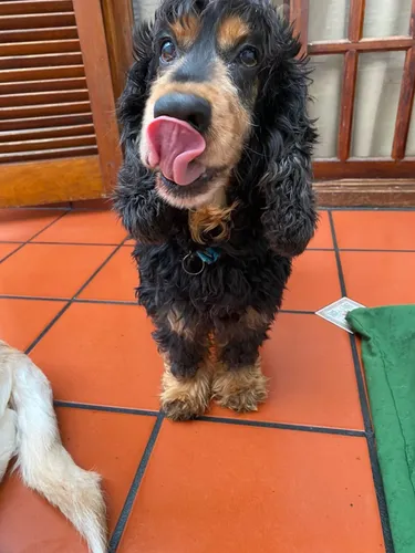 comprar Guardería Canina Colitas Felices 