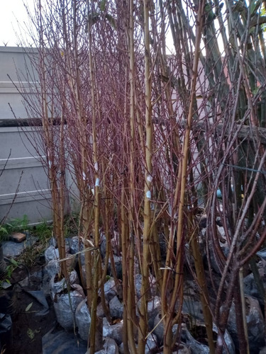 Imagen 4 de 9 de Arbol Frutal Pelón - H E R M O S O - E.gratis Caba Y Gba