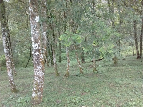 Chácara 9.000 M² - Morungava - Gravataí - Rs - 1882 - 32809553