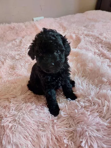 French Poodle Mini Toy