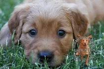 Comprar Cachorros Dorados Criadero Golden Retriever Argentina.-.
