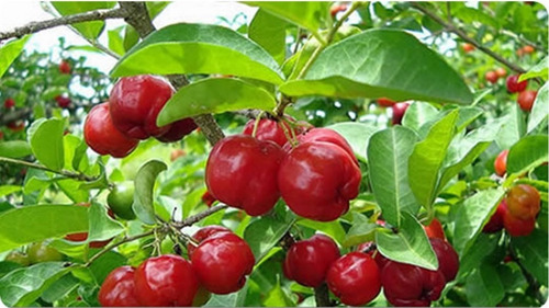 Muda De Acerola - Malpighia Emarginata Para Vasos E Bonsai !