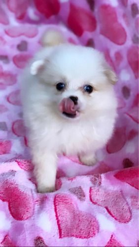 Pomerania Mini Perros   Cali Bogota Medellin Barranquilla