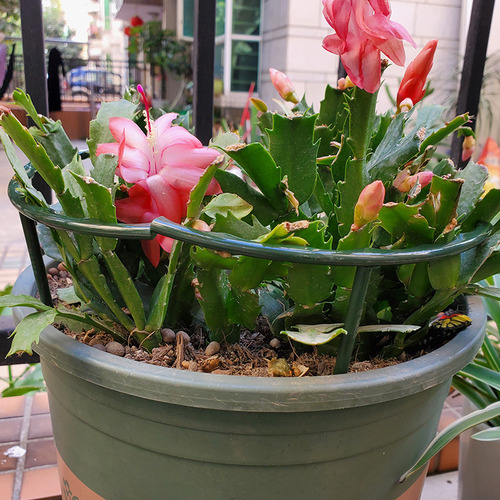 Pbf Soporte Grande For Macetas De Jardín For Orquídeas Y