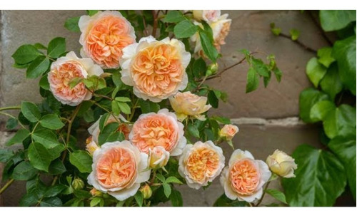 1 Enredadera Rosa Paeonia (fragante) Color Crema No Semilla