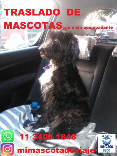 Imagen 1 de 10 de Traslado De Mascotas Transporte De Mascotas  Taxi Remis Caba