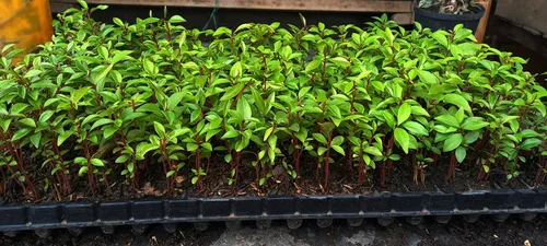 Semilla De Eugenia Kit Para 128 Plantas Cerca Viva