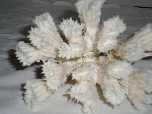 Coral Blanco Forma Estrella Adorno Pecera Dried White Coral