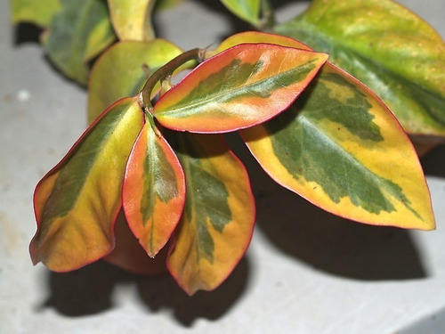1 Pereskia Aculeata Vareigada Golden Importación Cactus