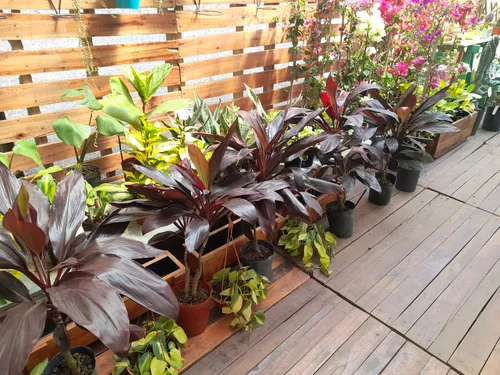 Dracena Rubra 3 L Bordó Vivero Deco Plantas