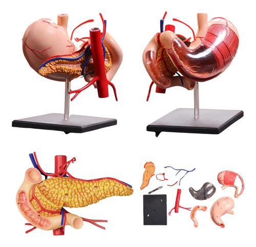 Modelo Anatômico Estômago Saúde Ferramenta Realista Estudos