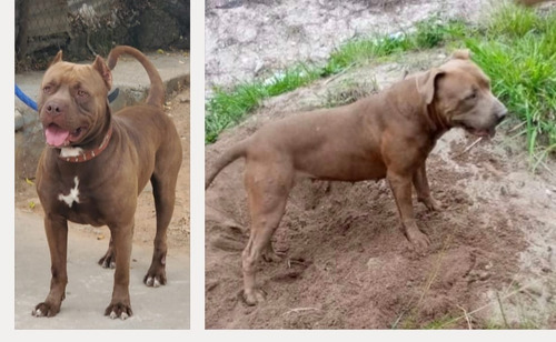 Venta De Perritos Pitbul Allí Están Las Fotos De Los Papas