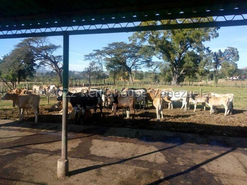 Julio Latouche 25-16896 Finca Ganadera En Venta Carabobo, 267 Hectáreas, Casa Principal De 550 Mts2, Dos Lagunas Para Riego.