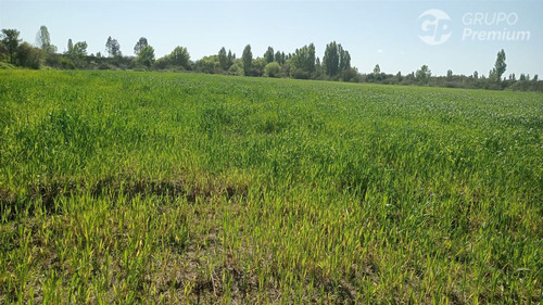 Parcela En Arriendo Anual Para Cultivo O Talaje En Linares