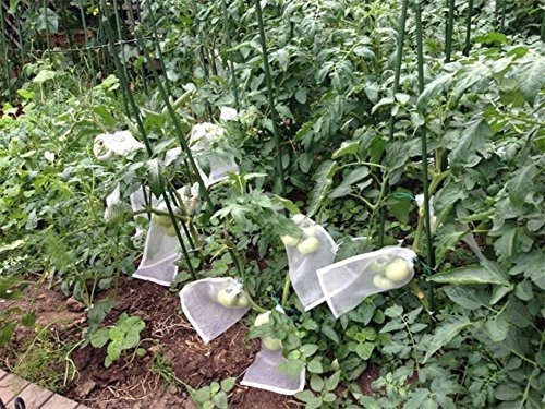 Alegre Almacenar Planta De Jardin Frutas Proteger Cordon Bol