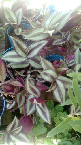 50 Plantas Para Jardines Verticales