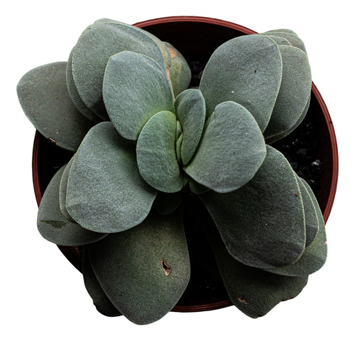 Crassula Cotyledonis