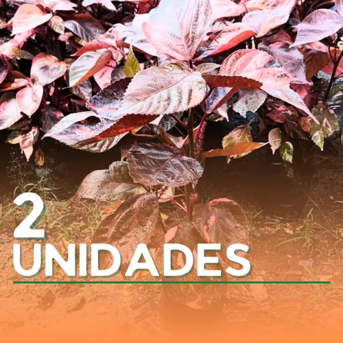 Plantas Capa Roja