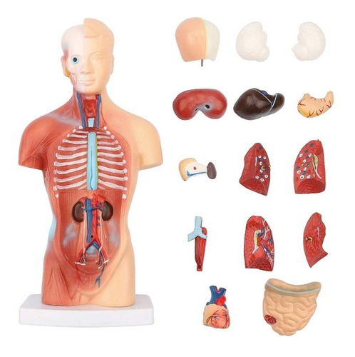 Torso Humano 28 Cm  - Modelo Anatómico Órganos Extraíbles 