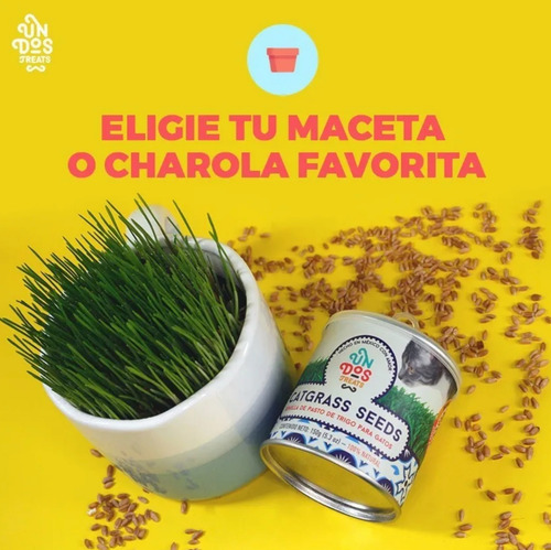 Imagen 5 de 5 de Catgrass Seeds Pasto De Trigo Para Gatos Un Dos Treats