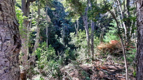 Imagen 18 de 22 de Venta Lote 1700 M2 En Bosque Villa La Angostura