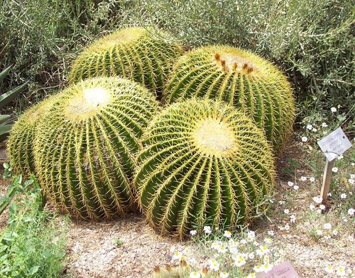 Cacto Cadeira De Sogra Bola Cactus Barril Flor Sementes | MercadoLivre