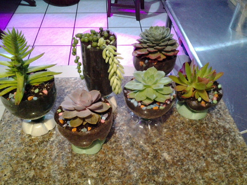 Succulentas