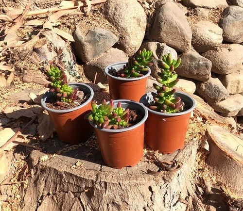 Suculentas Sedum Rubrotinctum Aurora O Nariz De Payaso