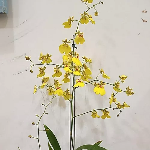 Kit 2 Orquídeas Oncidium Aloha Chuva De Ouro Em Kokedama