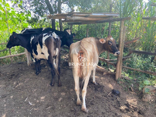 Imagem 24 de 30 de Sítio À Venda Em Igarapé Bairro Jardim Vila Rica - Si0095