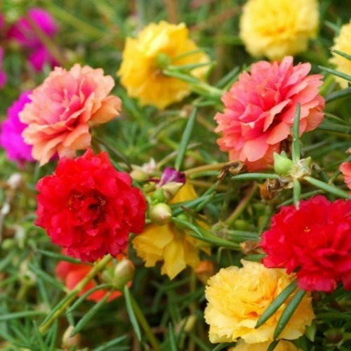 Flor Onze Horas Dobrada Sortida 1800 Sementes Para Mudas | MercadoLivre