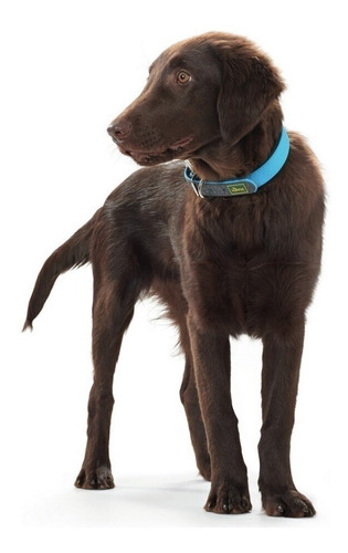 Collar Para Perro Premium Hunter Convenience Comfort M - L Color Turquesa