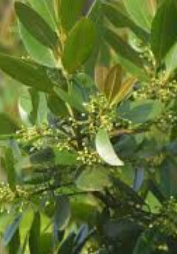 No Semilla Guanandi Calophillum Santa Maria Vih Envio Gratis