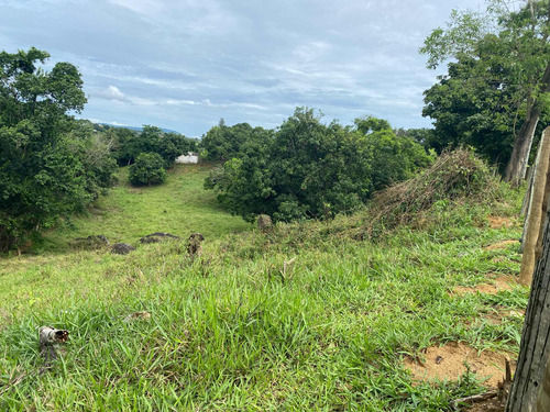 Terreno Com Pomar E Nascente
