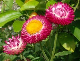 150 Sementes Da Flor Sempre Viva P/ Vasos E Jardins | MercadoLivre