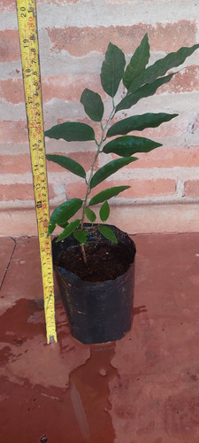 Planta Frutal De Aratiku