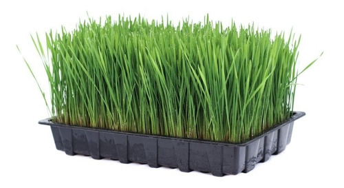 Semillas De Trigo Dulce - Wheat Grass 1 Kg Organico Usda