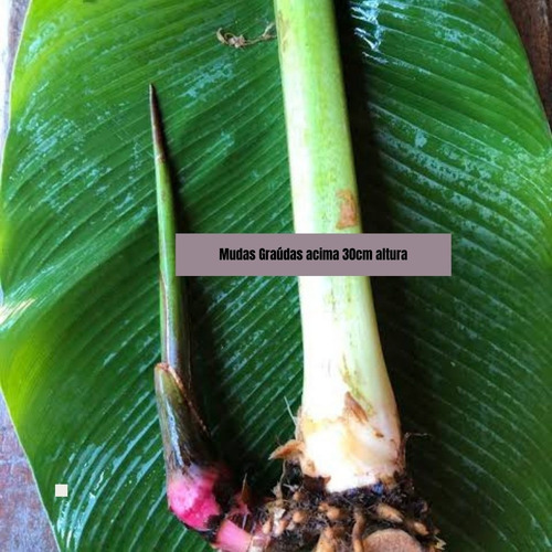 8 Mudas Heliconia Bihai - Graúdas Altura Maior 30cm