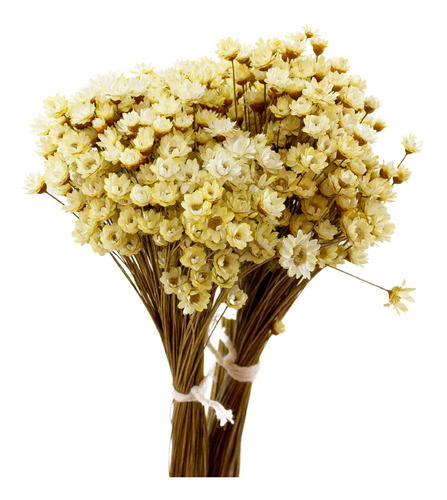 Buquê 600 Flores Desidratadas Sempre Viva Margarida Amarela | MercadoLivre