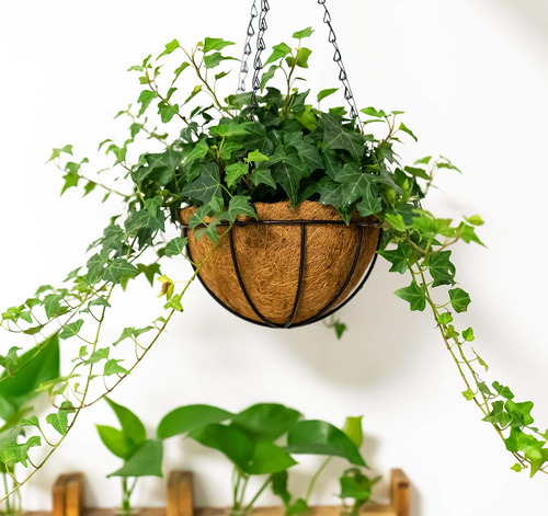 Cesta Colgante Para Flores Y Plantas Con Cadena