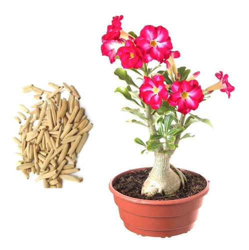 10 Sementes Rosa Do Deserto Adenium Cores Diversas Flor Mix