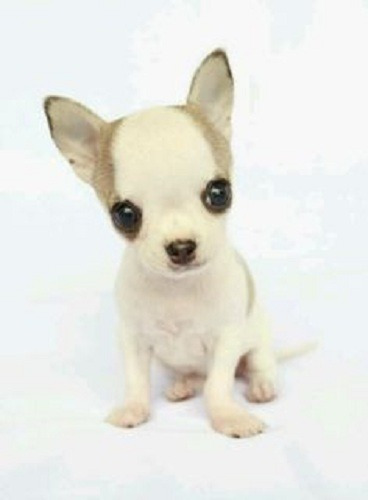 Cachorro Chihuahua Puppy Perrito Chiguagua Cachorrito