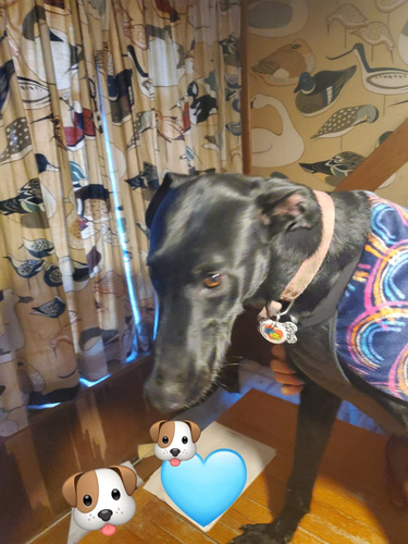 Galgo Cachorrón, Super Alto, Bello Y Esbelto, Adopción.